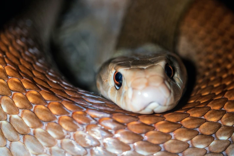 the face of a brown snake is peeking out of a round hole