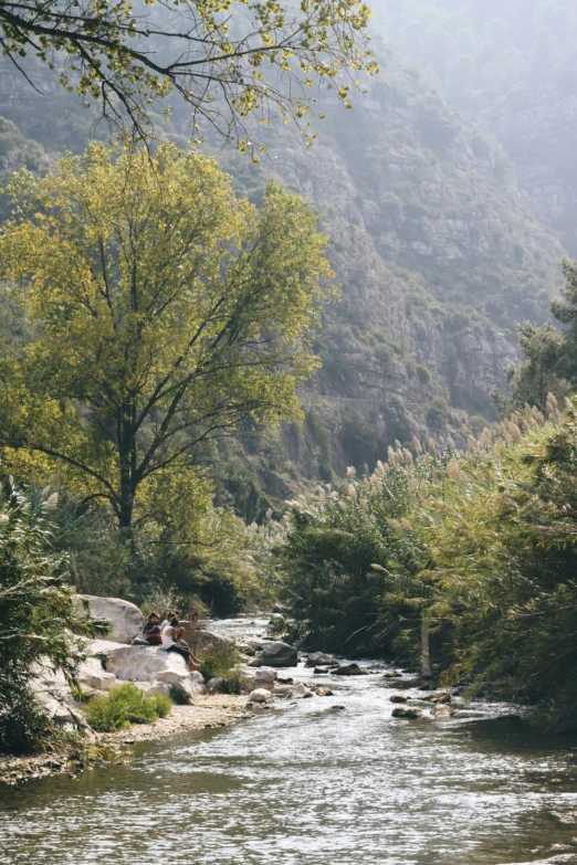 a mountain river flowing through a forest filled with trees