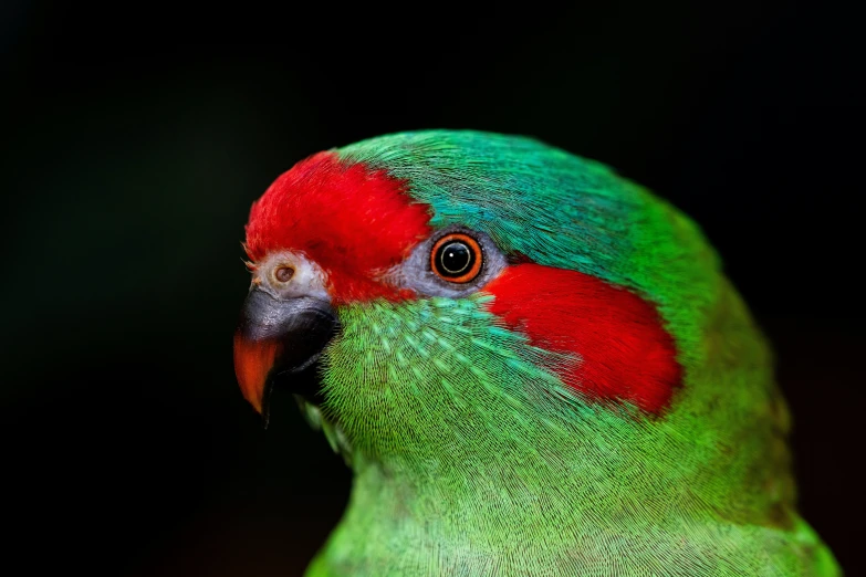 a colorful bird with red head and green body