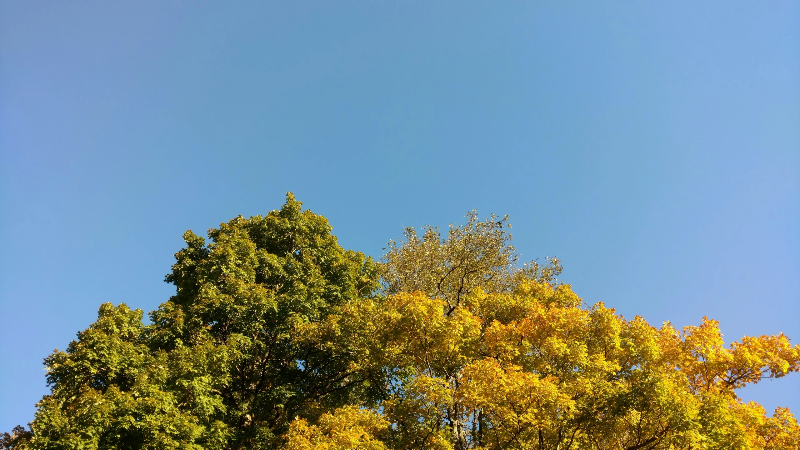 the plane is flying by several trees