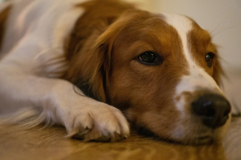 a close up of a dog on a wooden floor