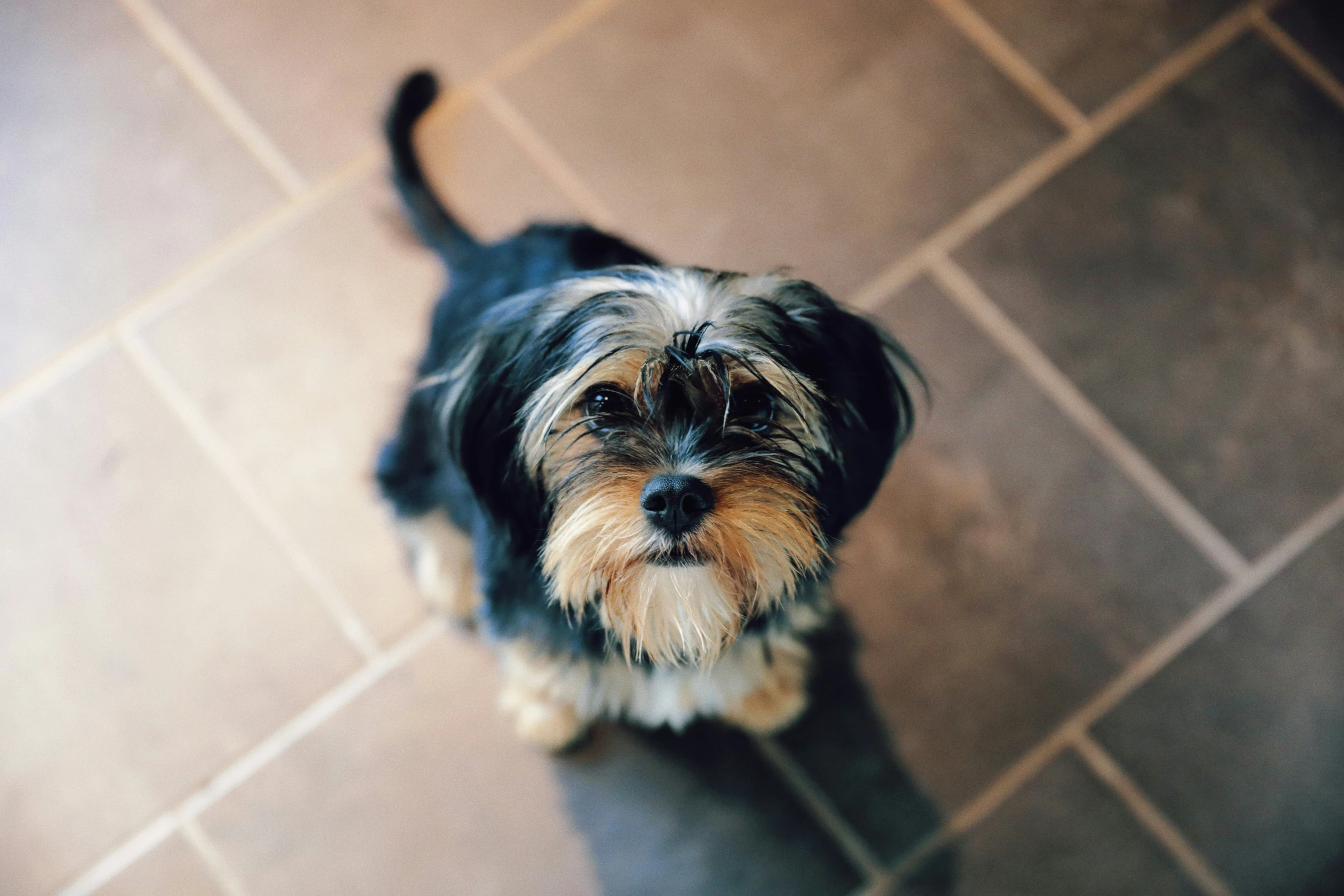 a cute little black and brown dog looking up