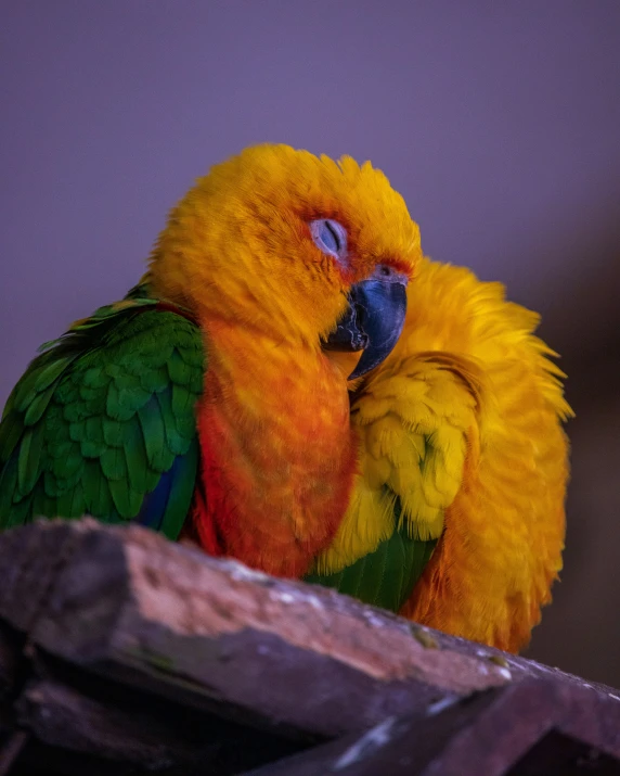 a large colorful bird sitting on top of a wooden log