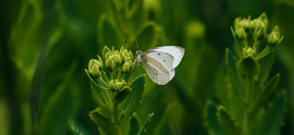 erfly sitting on a stem of grass with other grass in the background