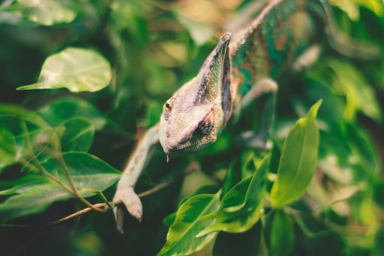 a lizard is perched on top of a leafy tree