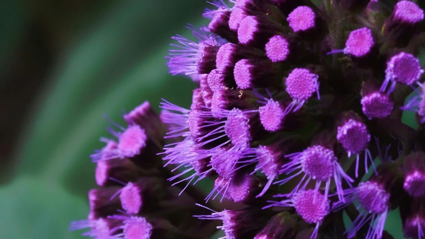 a close up of a purple flower with lots of small pink flowers