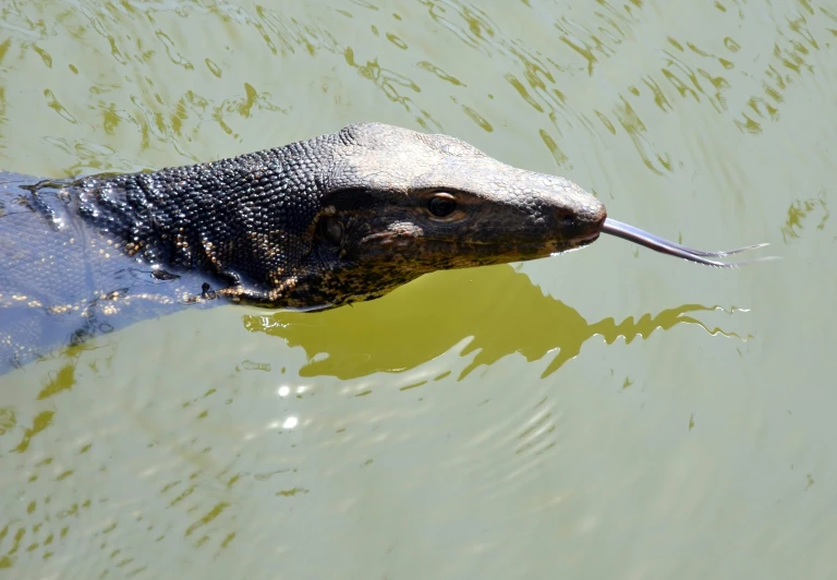 an animal swimming in a large body of water