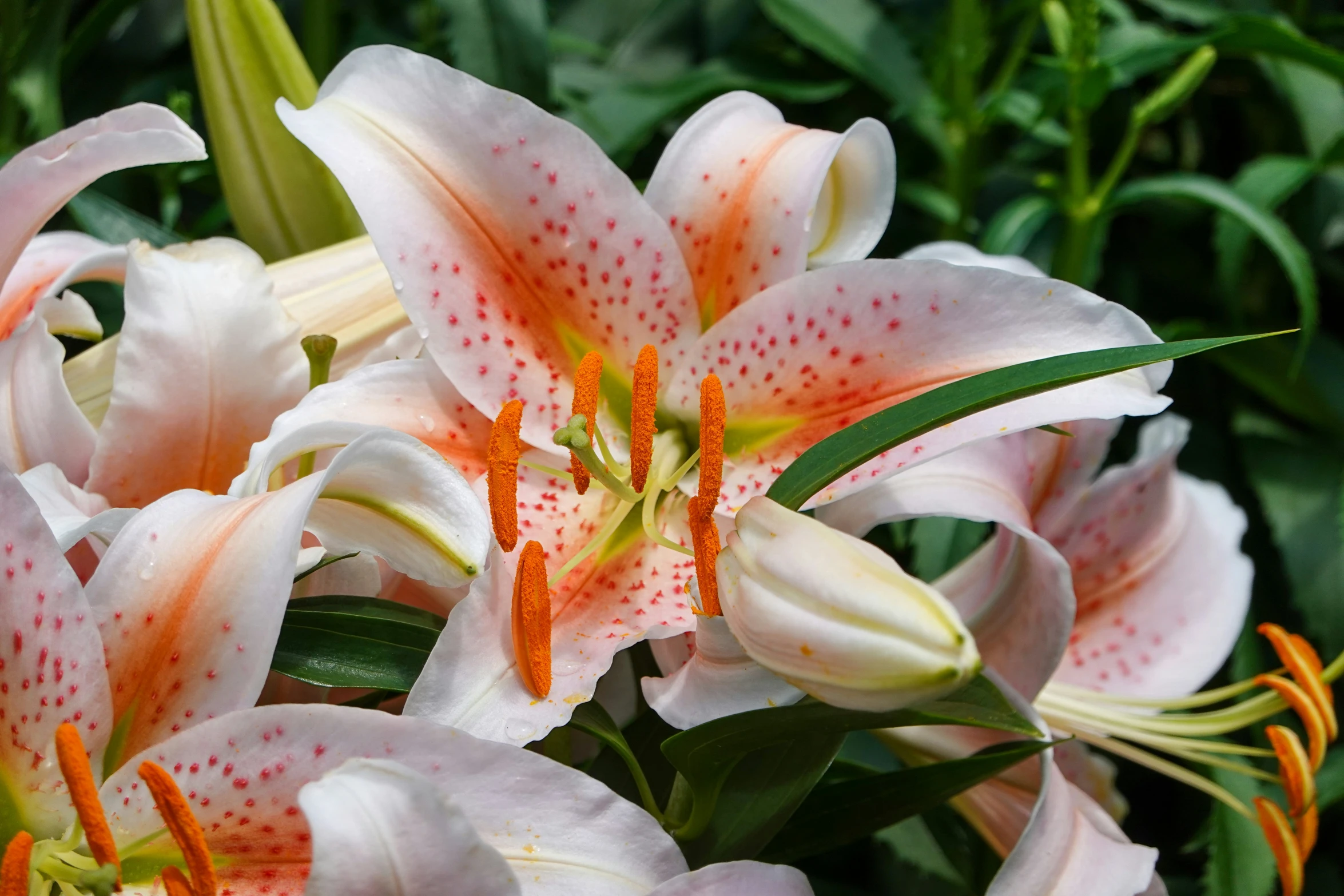 pink lily with white dots has some orange stamen