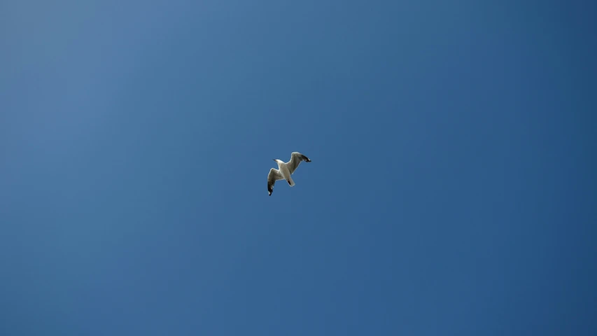 a bird that is flying up in the sky