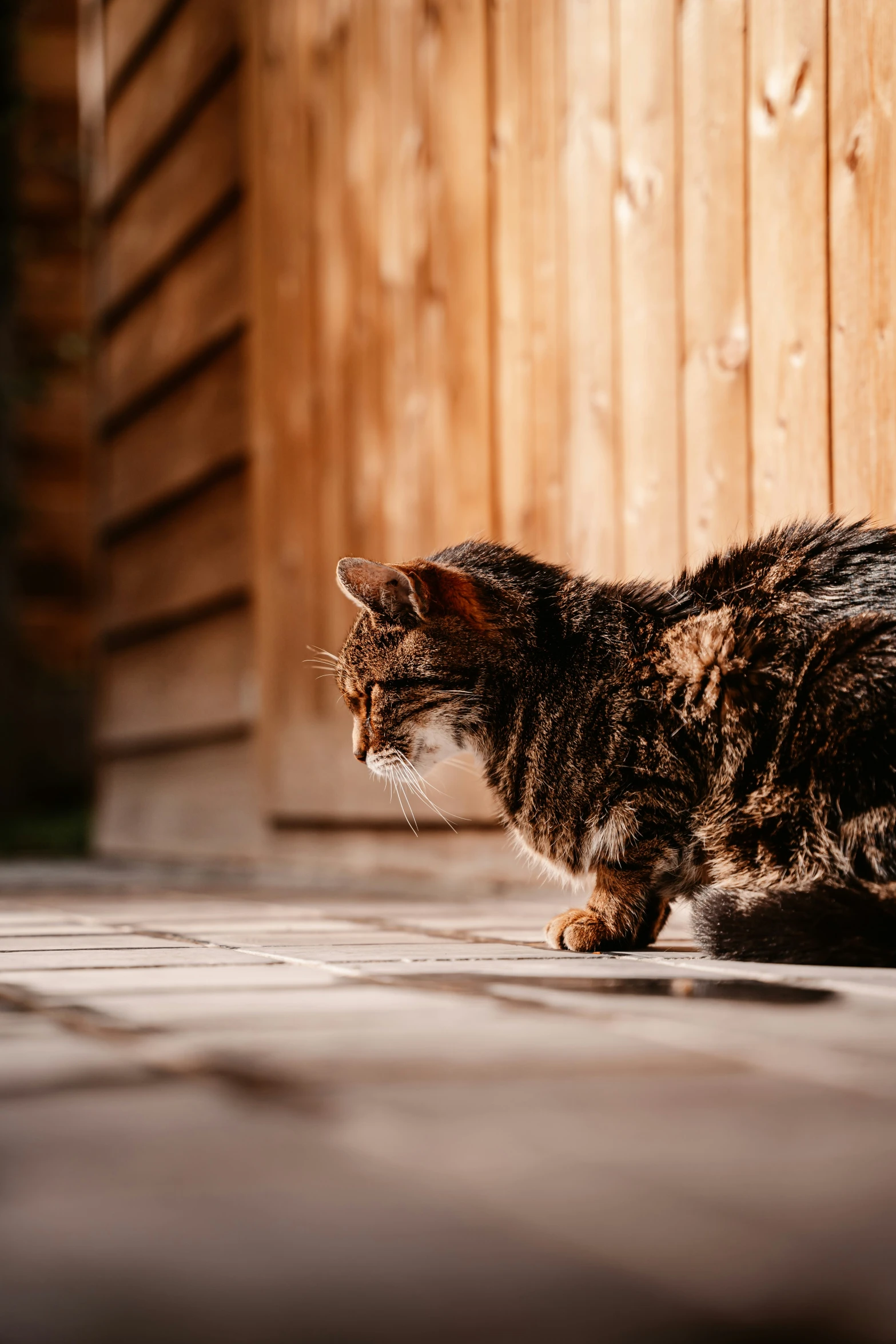 a brown and black cat walking around on tiles