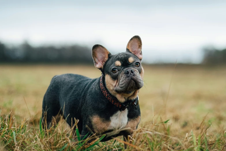 the small dog is standing in the grass