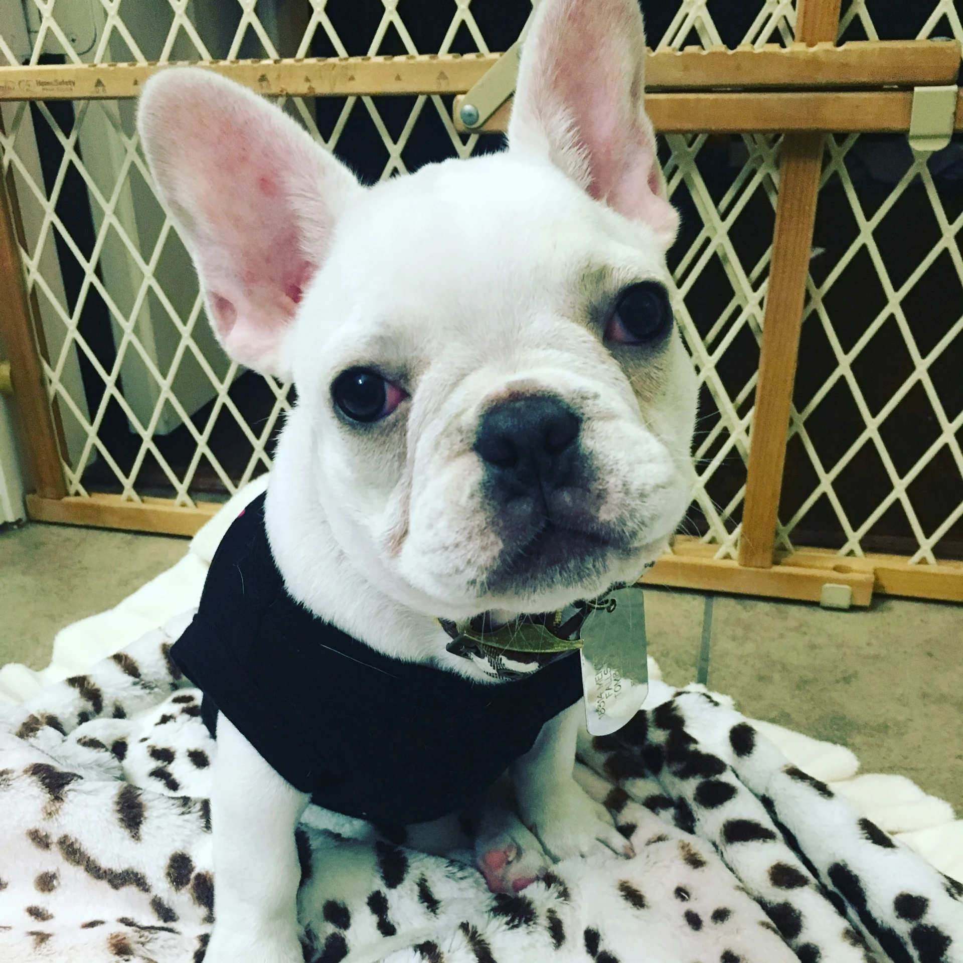 a little white dog sitting on top of a blanket