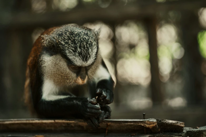 a monkey is eating soing off of a tree nch