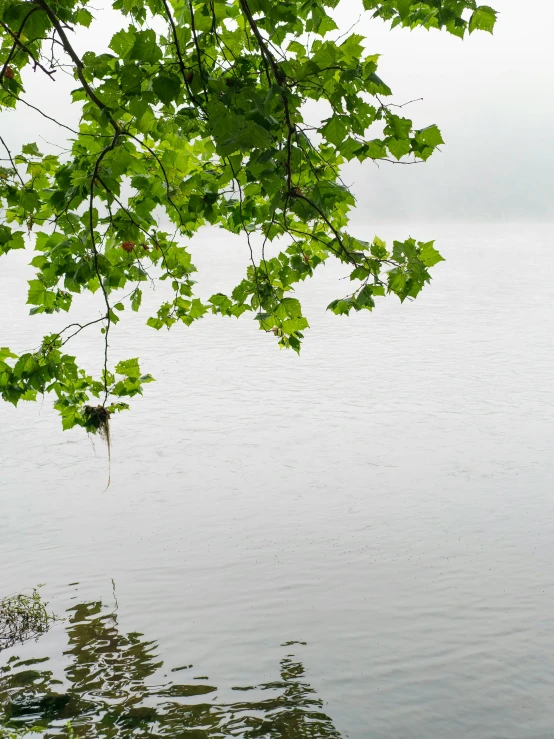 a boat is in the water near trees