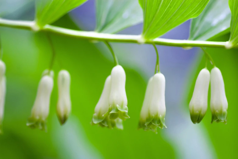 small flower in a cluster hanging from a long thin nch