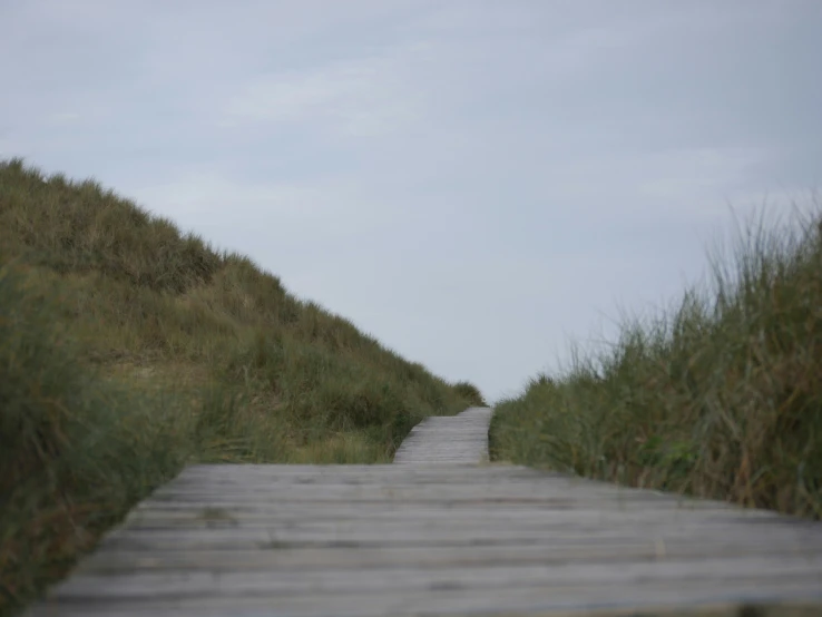 a bench on the path going into the middle of some tall grass