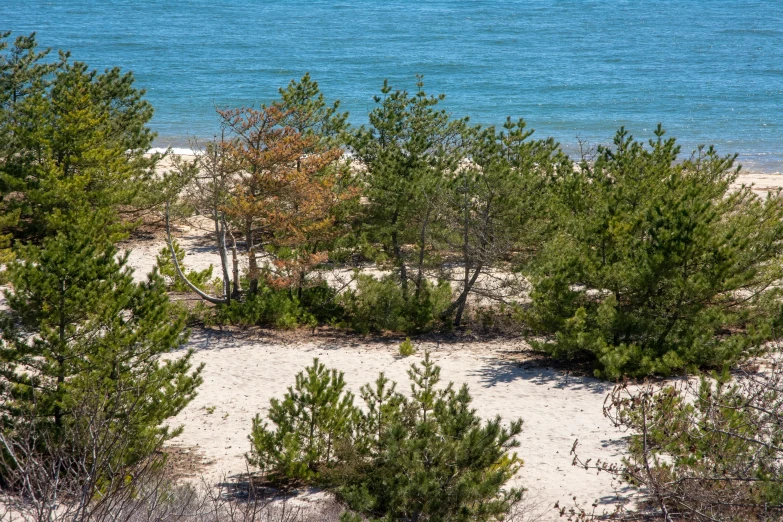 beach with pine trees and blue water in the background