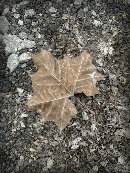 a leaf is seen lying on the ground