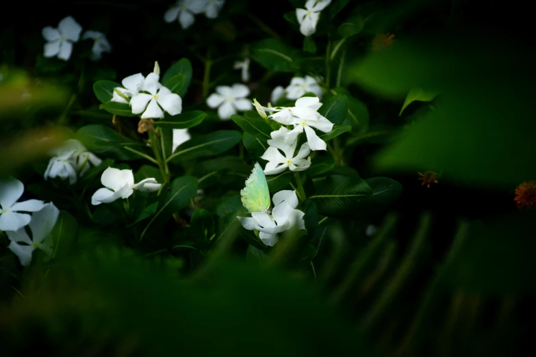 a close up view of some white flowers