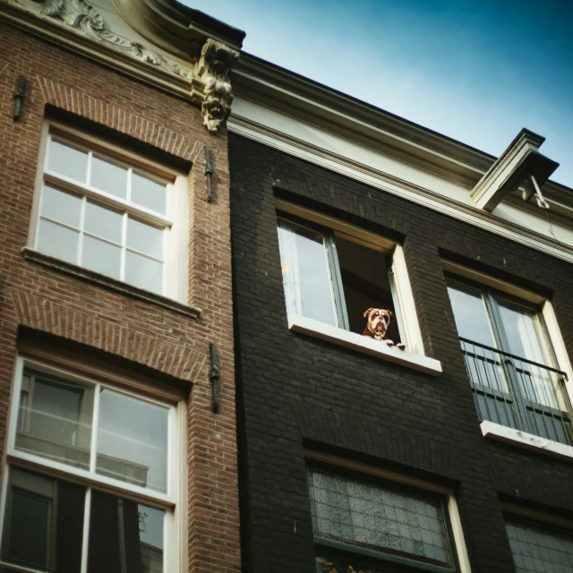 a person in a window looking out the windows