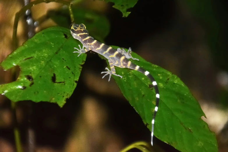 an image of a lizard that is on a green plant