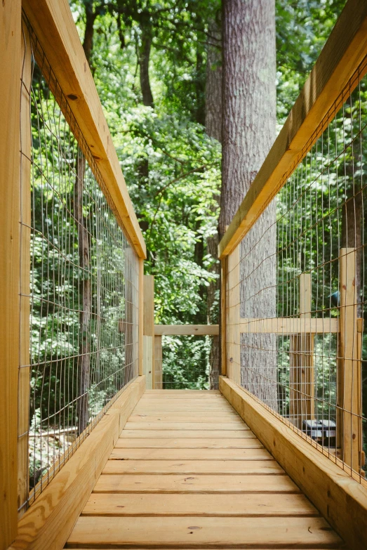 a wooden walkway leads through a forest