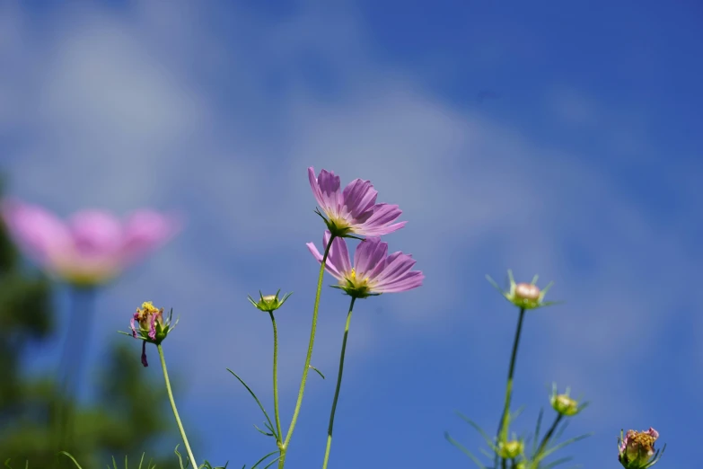 some pretty flowers growing in the middle of a field