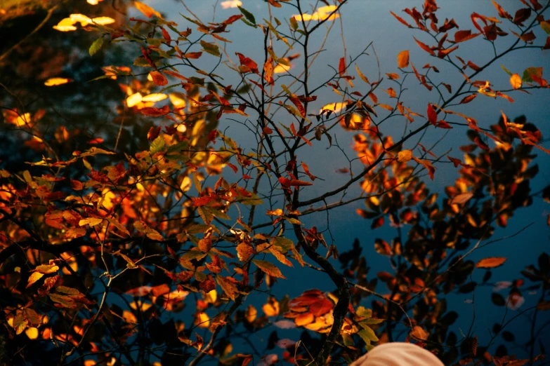 the back side of a tree near water