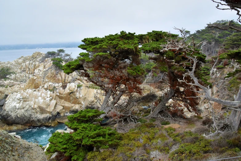 a bunch of trees standing by a body of water