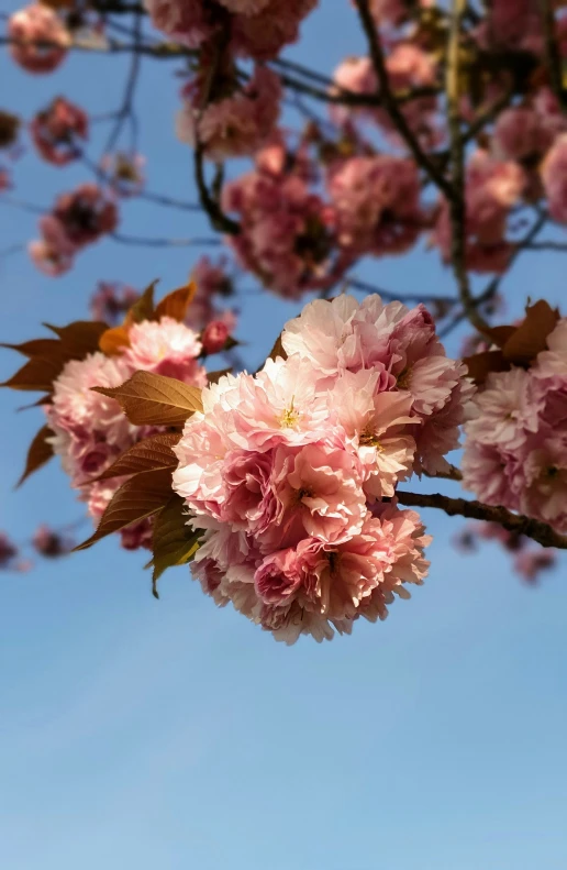 pink flowers on the nches of a tree
