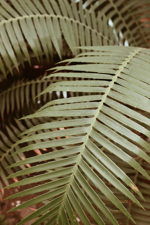the underside of a palm tree with thin leaves