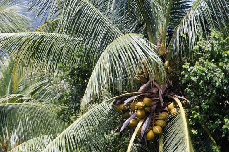 palm trees with fruits growing in the top