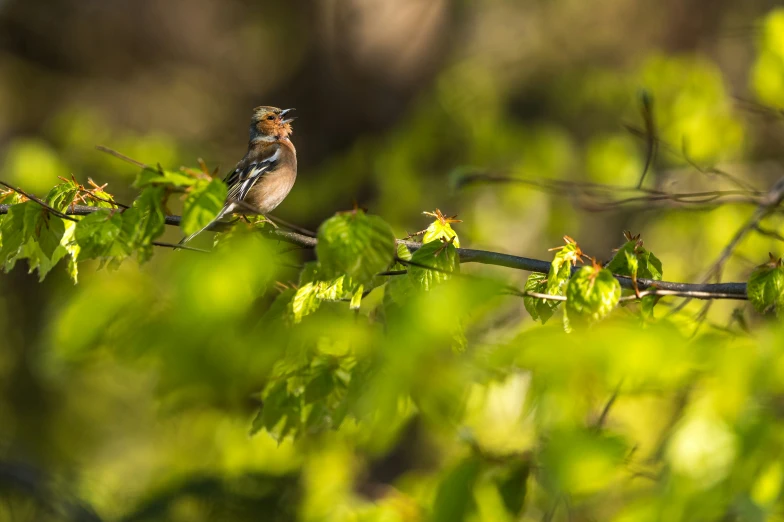 bird perched on the nches of some trees