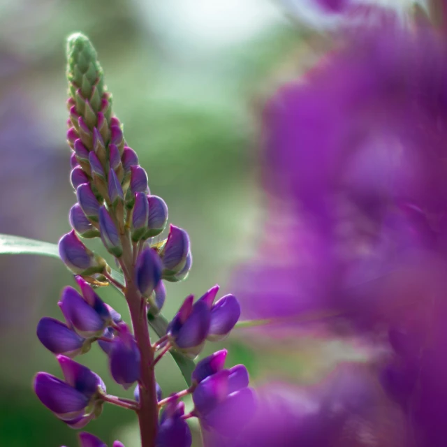 an extreme close - up po of purple flowers and foliage