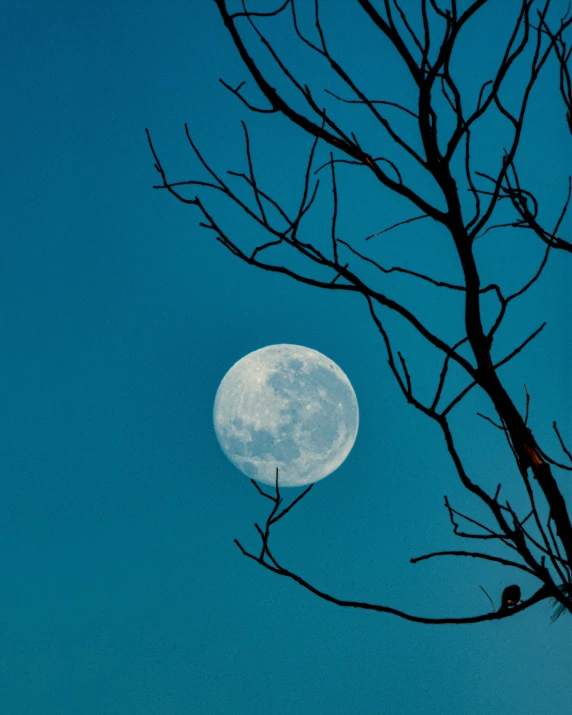 tree nches against a blue sky with the moon