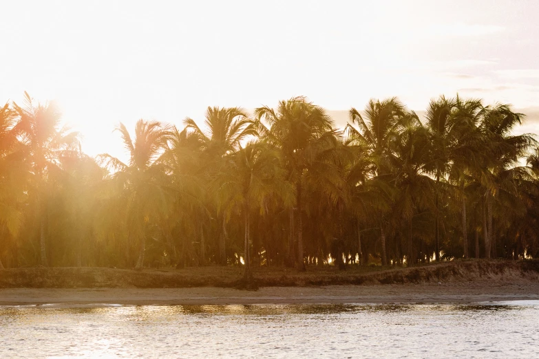 the sun shines through palm trees over the ocean