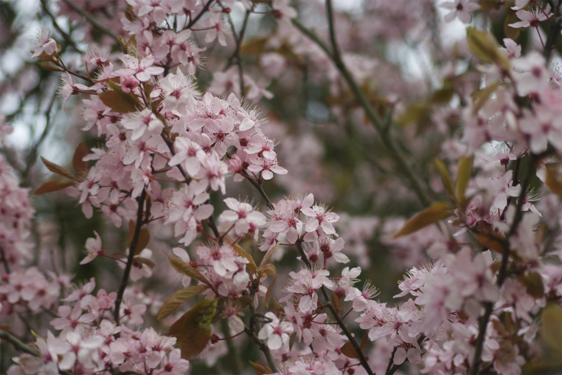 the tree has pink flowers in the nches