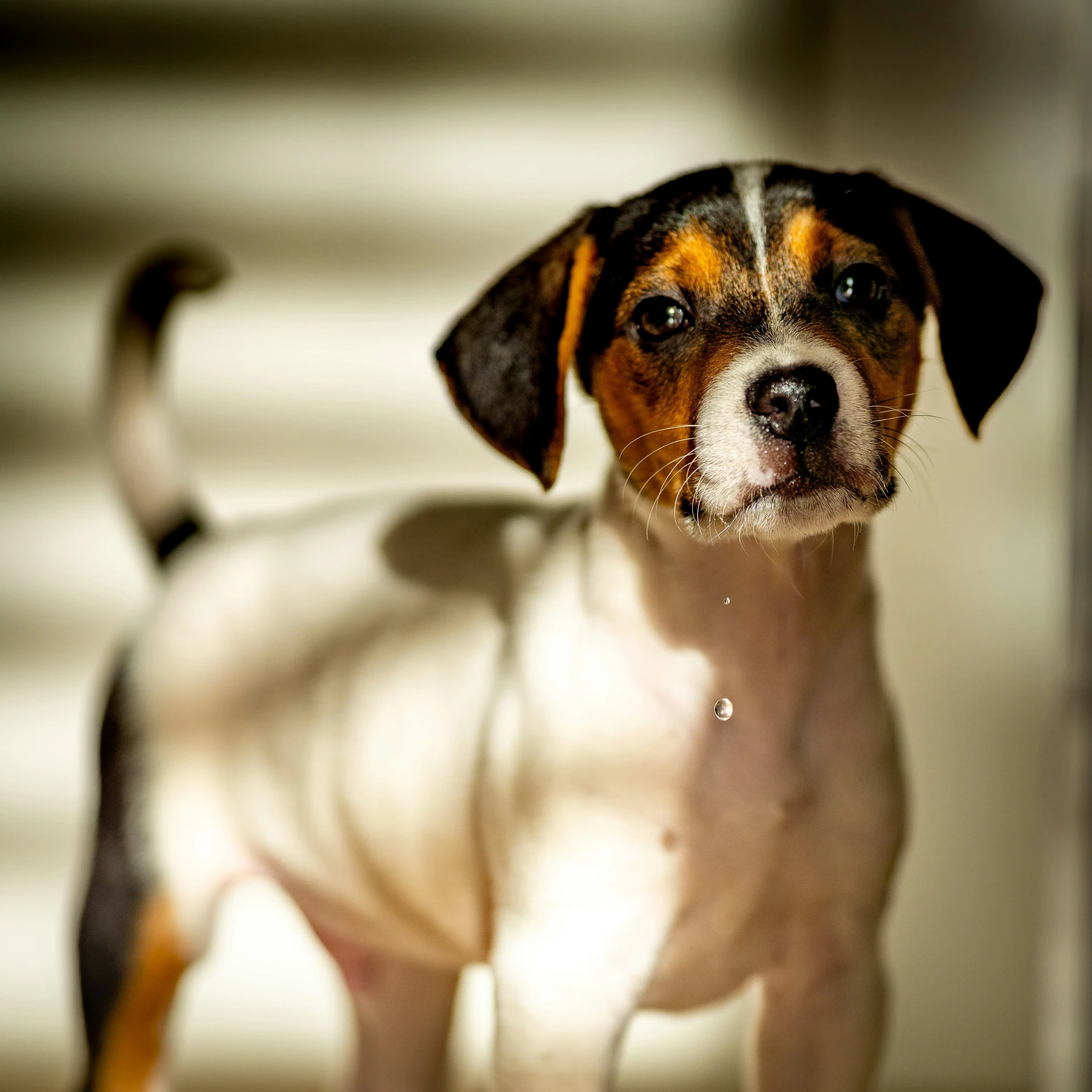 an adorable puppy looks up from the camera