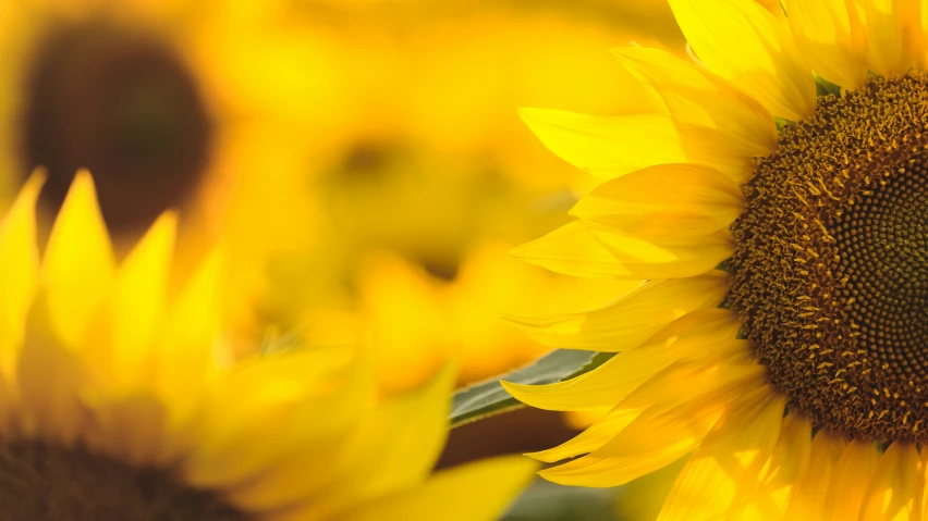 closeup s of the large sunflower