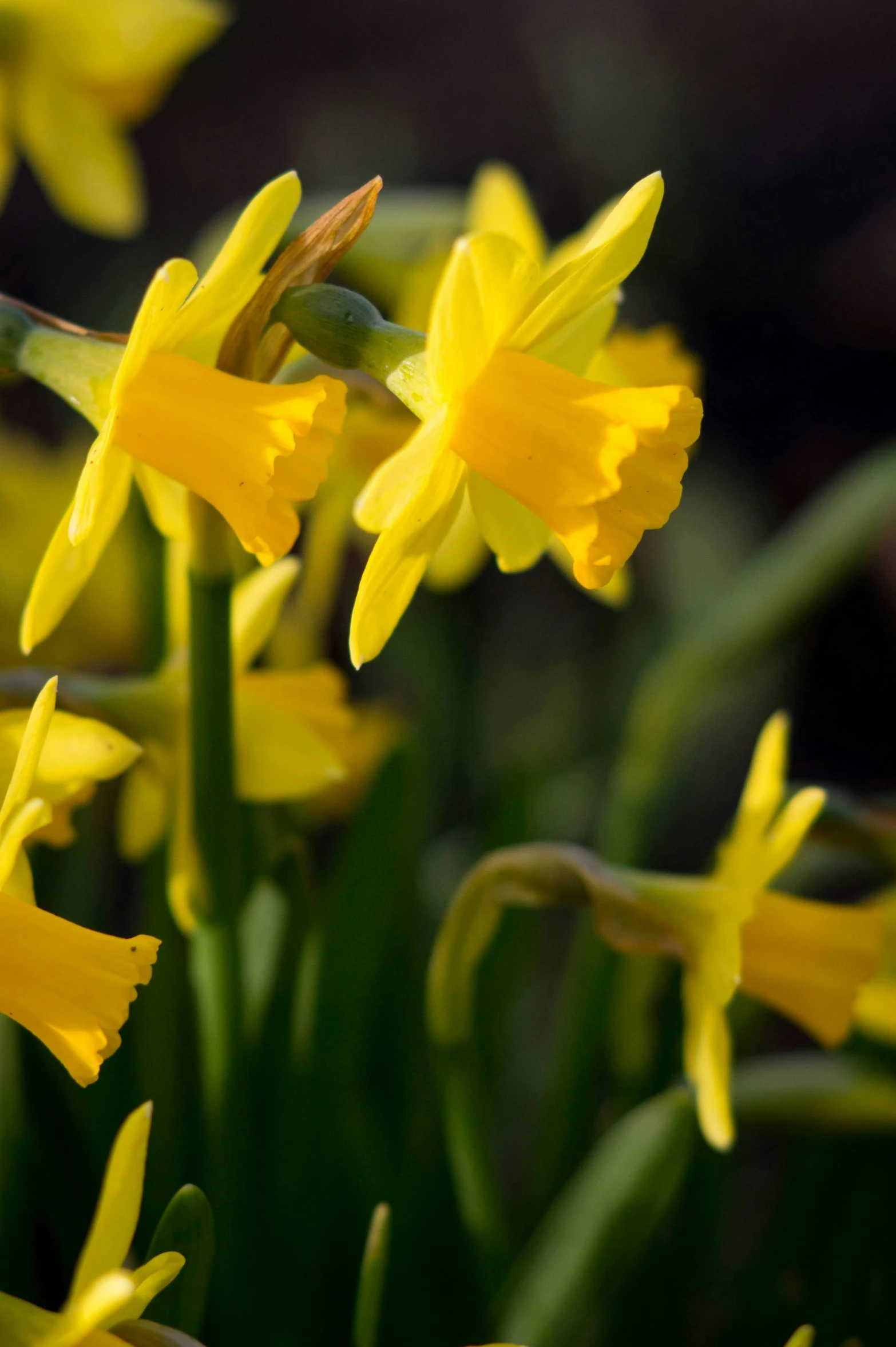 flowers blooming in the sun and still blooming