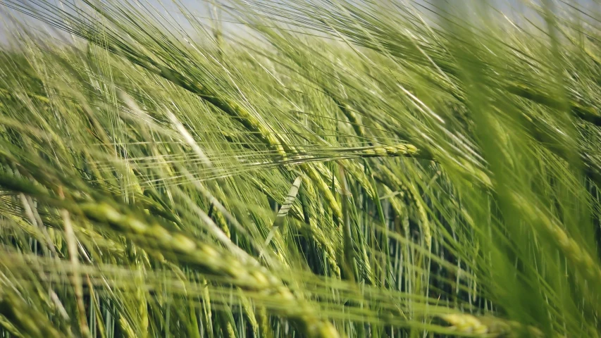 close up view of the green ears of wheat, with blue sky background