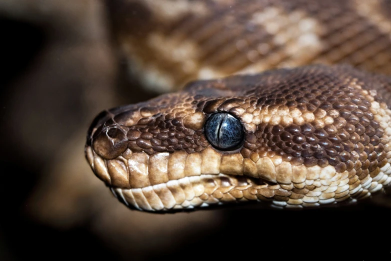 close up po of a large, brown snake's head