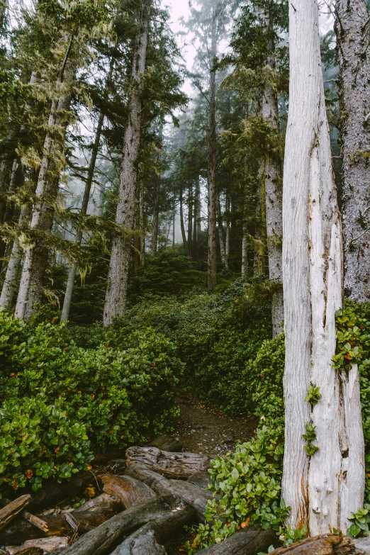 some very pretty trees and bushes with lots of green