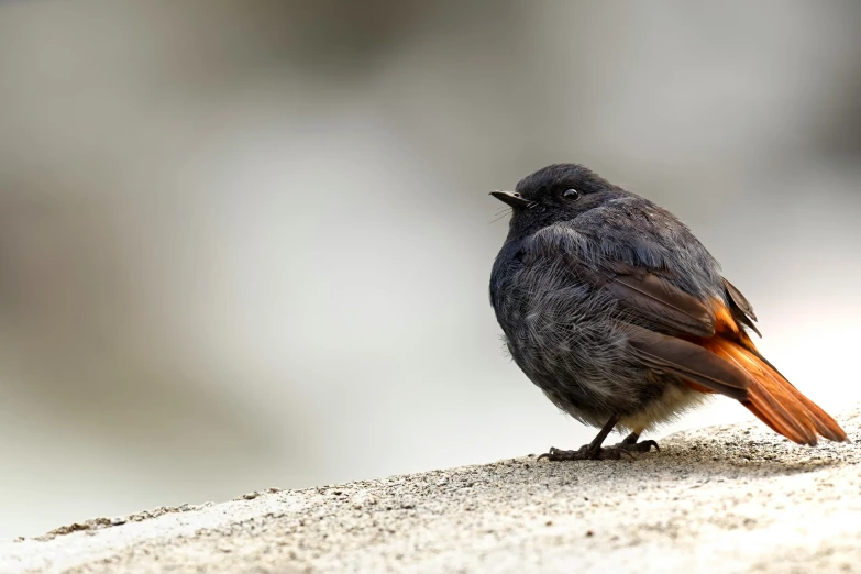 small bird sitting on top of a white rock