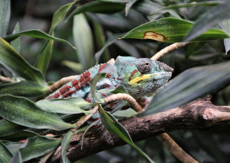 a close up of a colorful and ornate chamelon