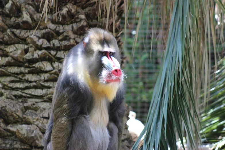 a gray and yellow monkey sitting on top of a tree