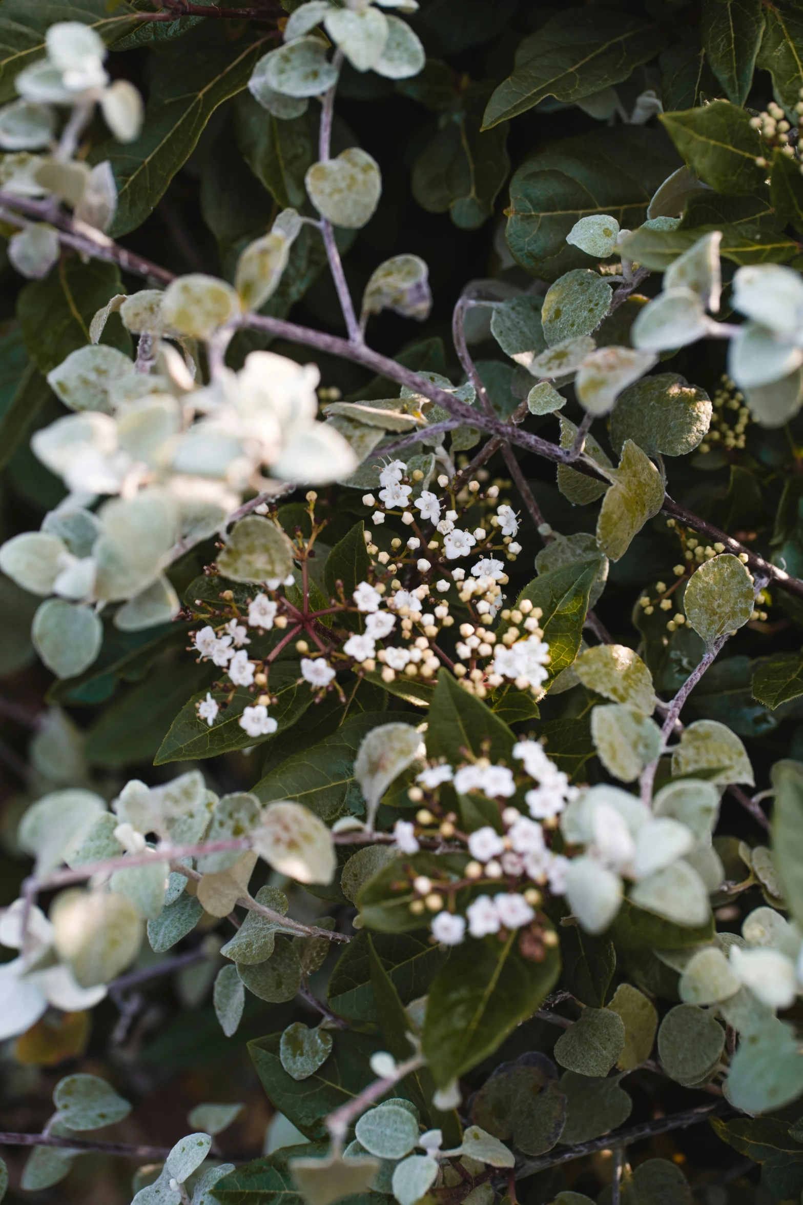 white flowers that are blooming on trees