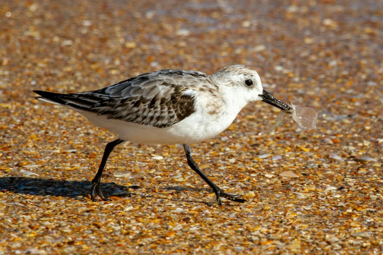 a small bird walking across the ground with food in it's mouth