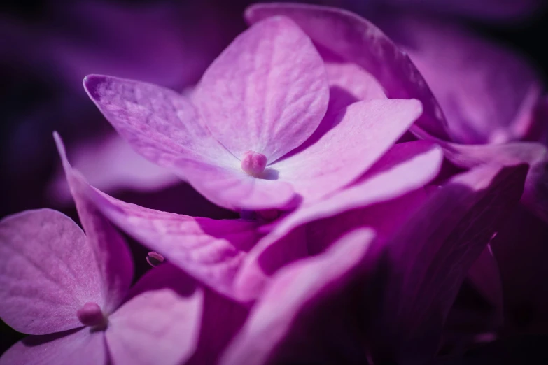 close up of a flower with petals lite purple in the dark