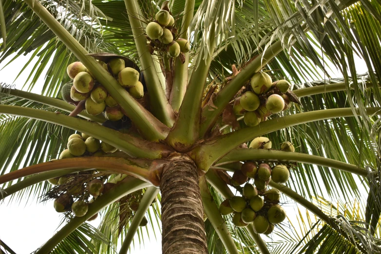 a palm tree with several fruit on it